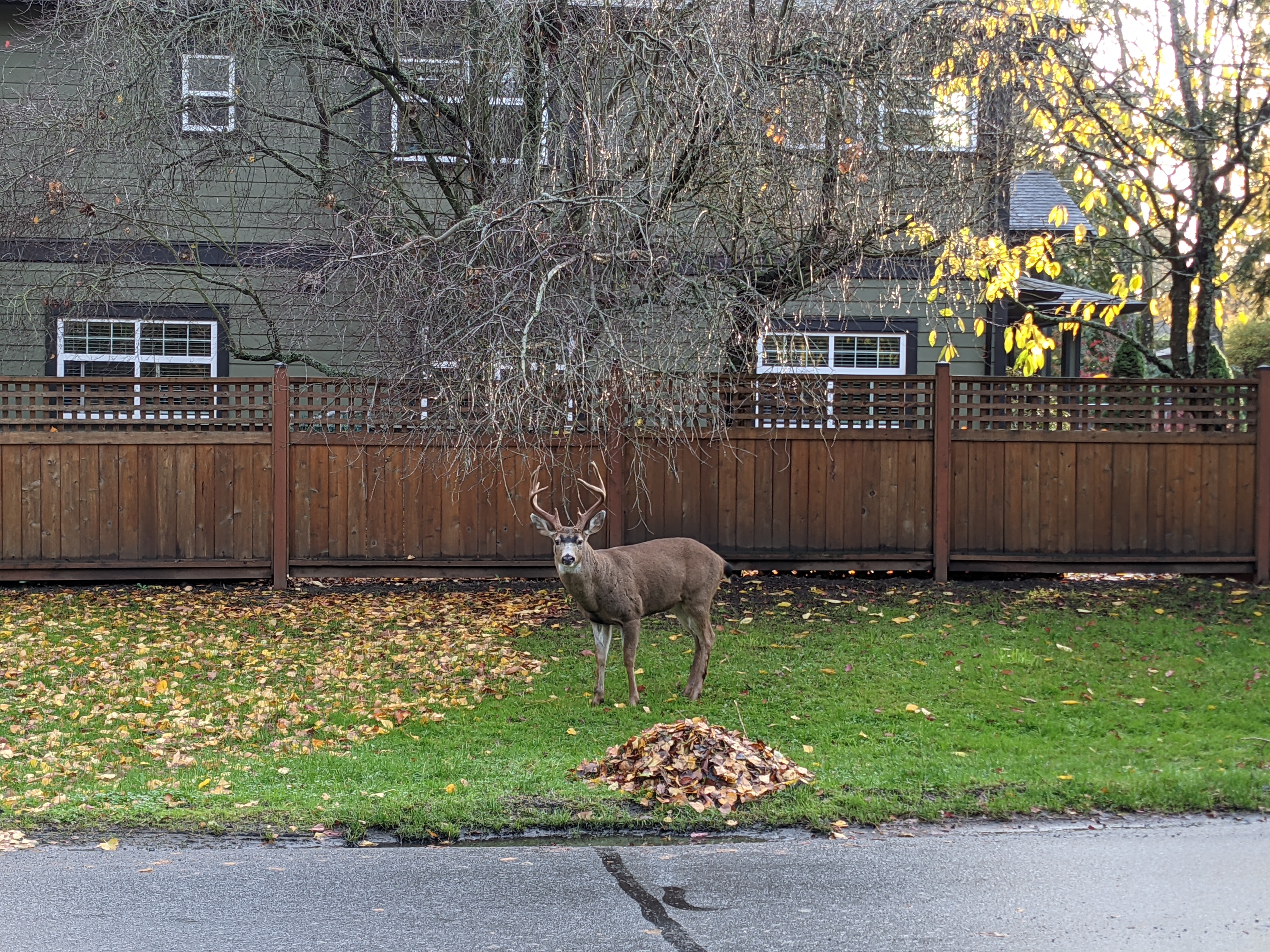 Yates Contracting Trimmed Hedges