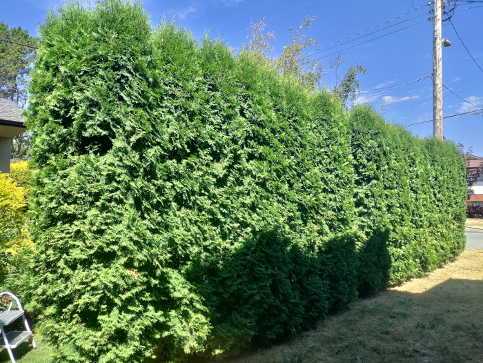 Yates Contracting Trimmed Hedges